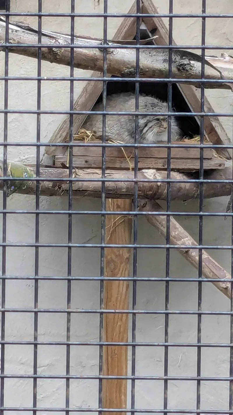 リール動物園のポンポネットの写真