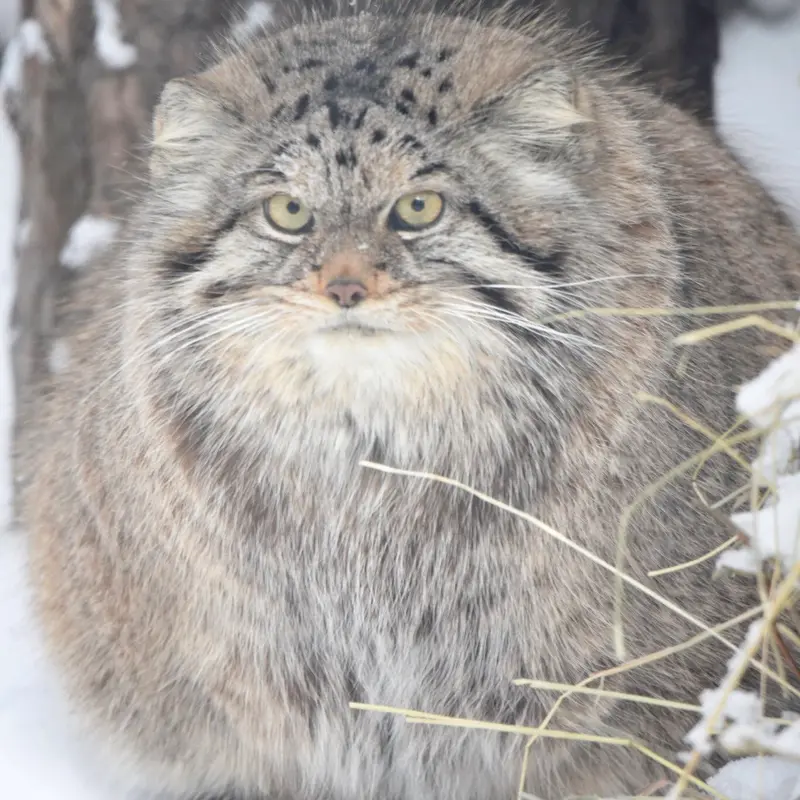 ノヴォシビルスク動物園のラストチカの写真