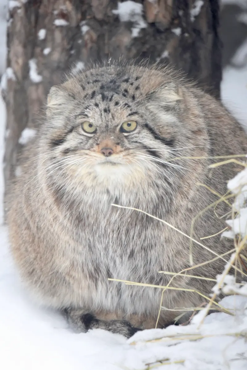 ノヴォシビルスク動物園のラストチカの写真