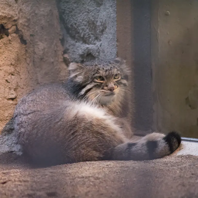 野毛山動物園のフィーガの写真