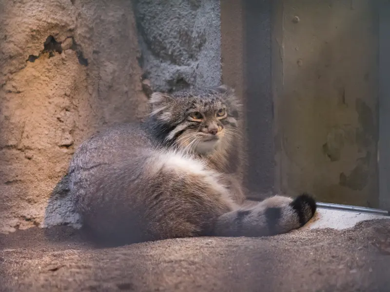 野毛山動物園のフィーガの写真