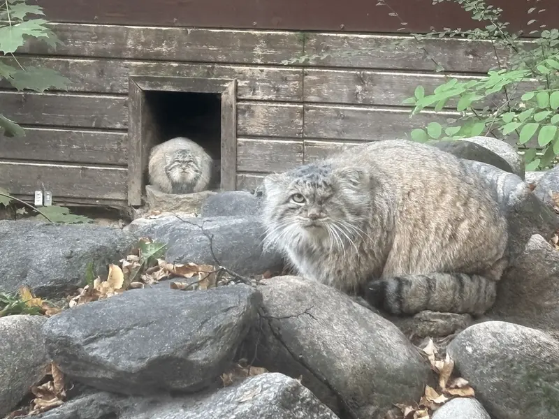 ポズナン新動物園のマゼランとボジェンカの写真