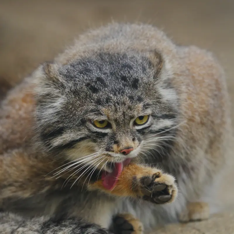 神戸どうぶつ王国のナルの写真