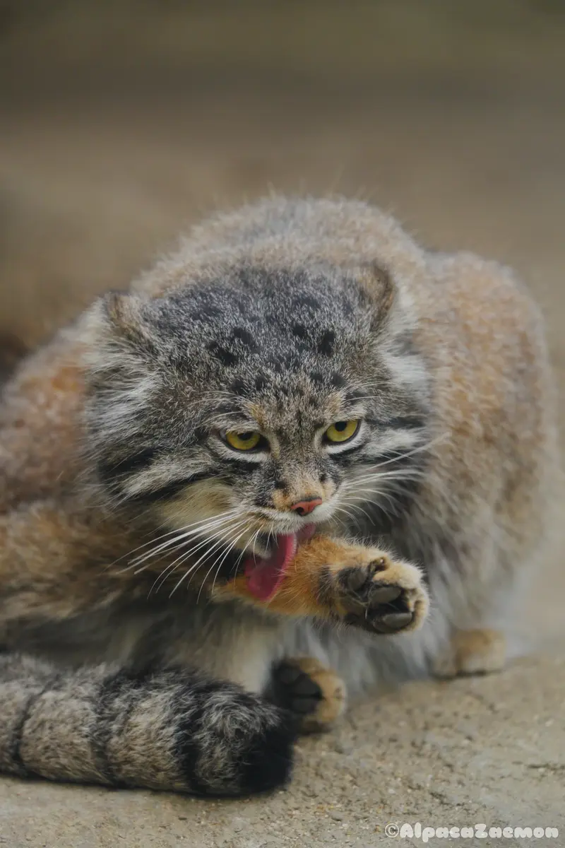 神戸どうぶつ王国のナルの写真
