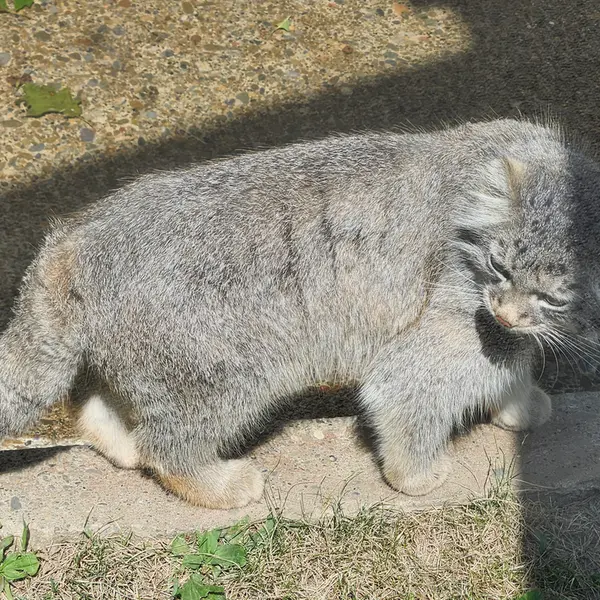 ビンガムトン動物園（ロス・パーク）のルカの写真