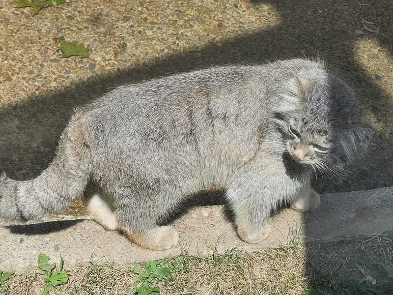 ビンガムトン動物園（ロス・パーク）のルカの写真
