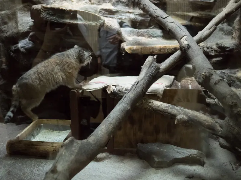 恩賜上野動物園のプリームラの写真