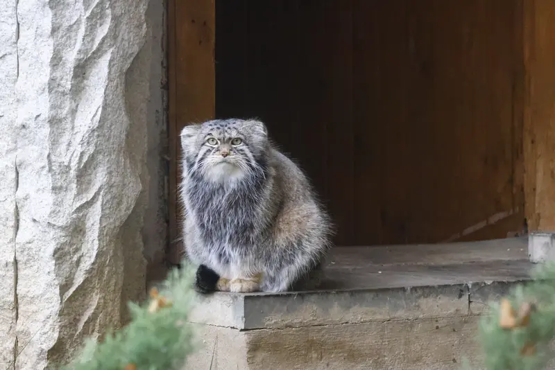 モスクワ動物園のティモフェイの写真