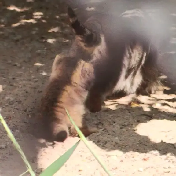 ノヴォシビルスク動物園のマヌルネコの写真