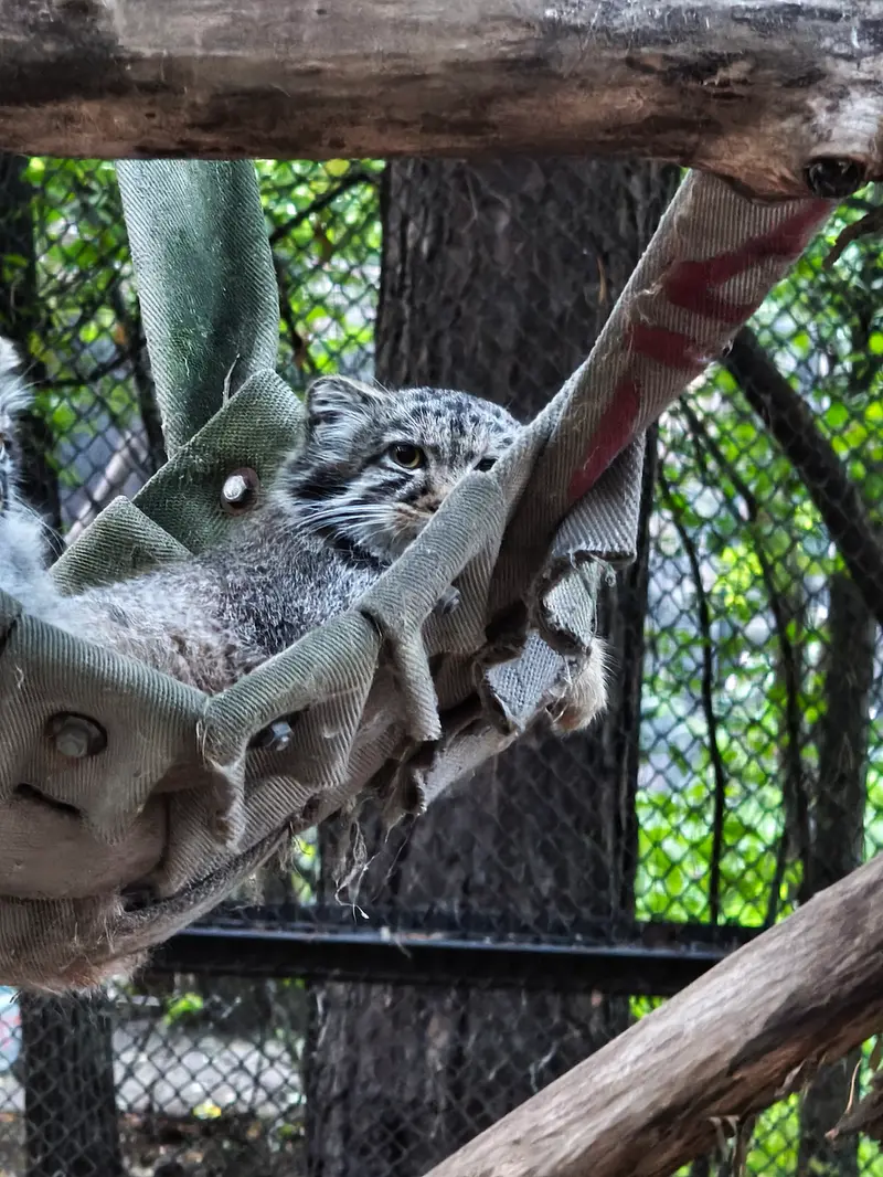 ノヴォシビルスク動物園のマヌルネコの写真