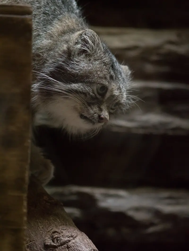 恩賜上野動物園のクリョンの写真