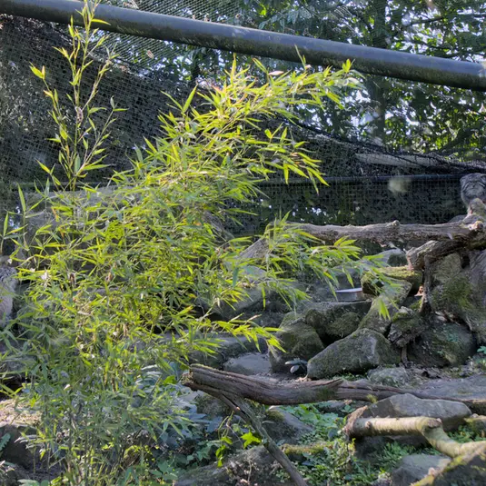 ロッテルダム動物園のノルブとポエスの写真
