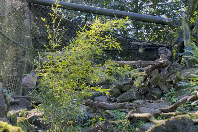 ロッテルダム動物園のノルブとポエスの写真