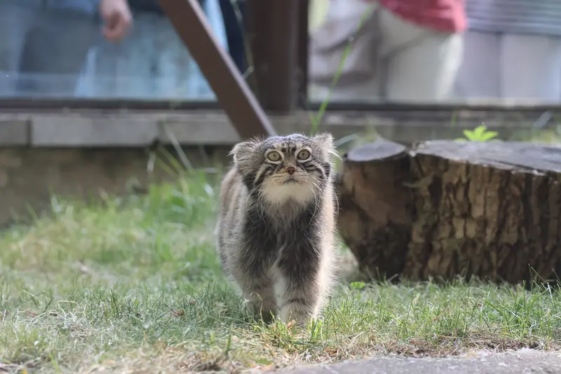 モスクワ動物園のティモフェイの写真