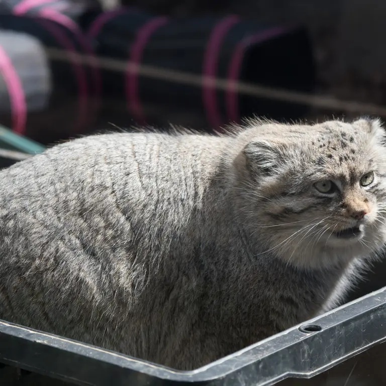 埼玉県こども動物自然公園のロータスの写真