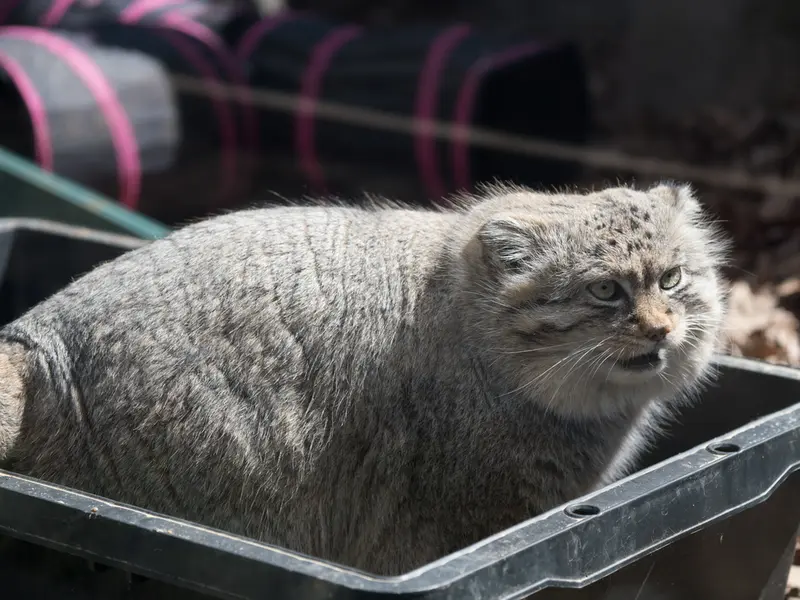 埼玉県こども動物自然公園のロータスの写真