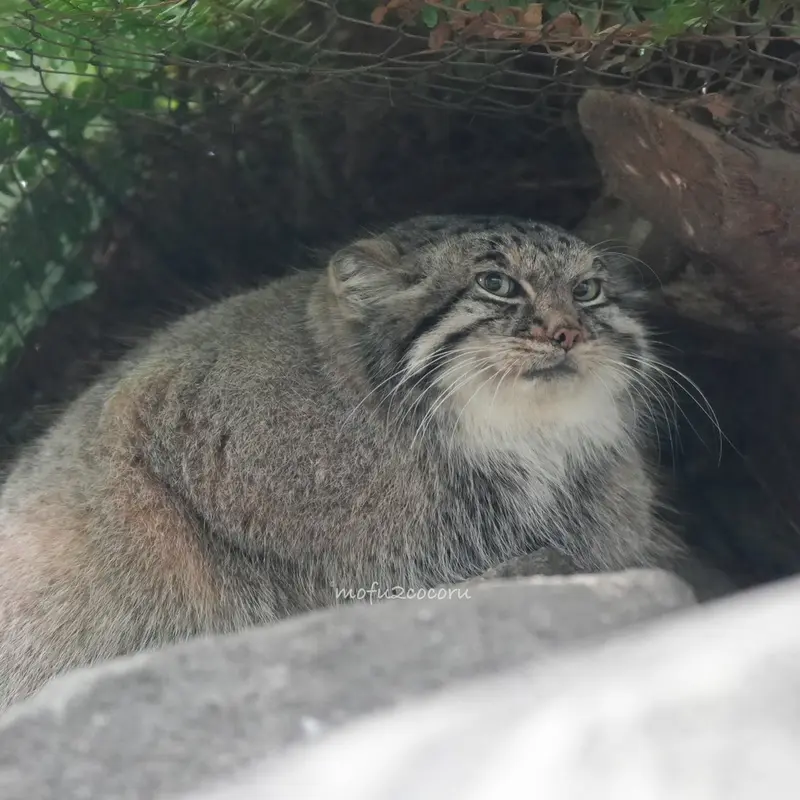 マヌルネコの写真