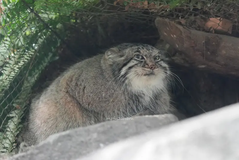 マヌルネコの写真