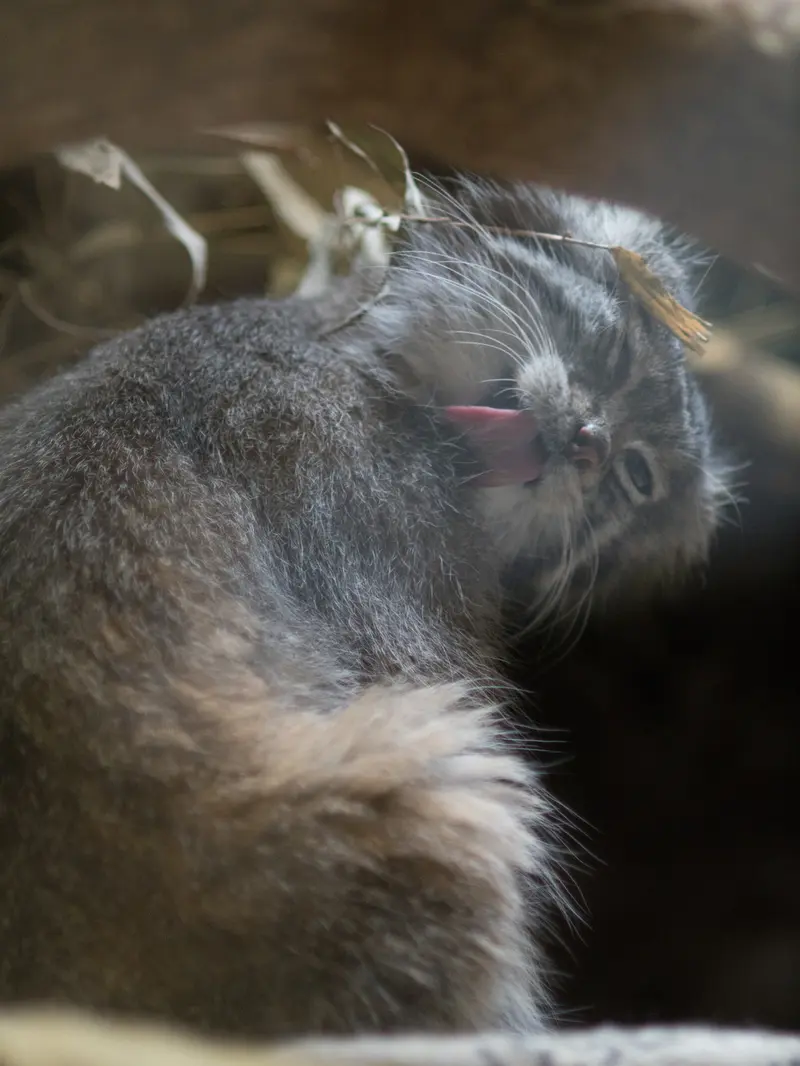 恩賜上野動物園のクリョンの写真