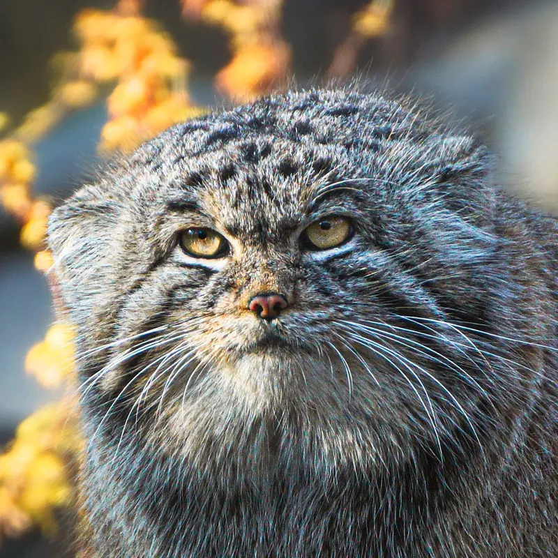 ヴロツワフ動物園のマヌルネコのナザル