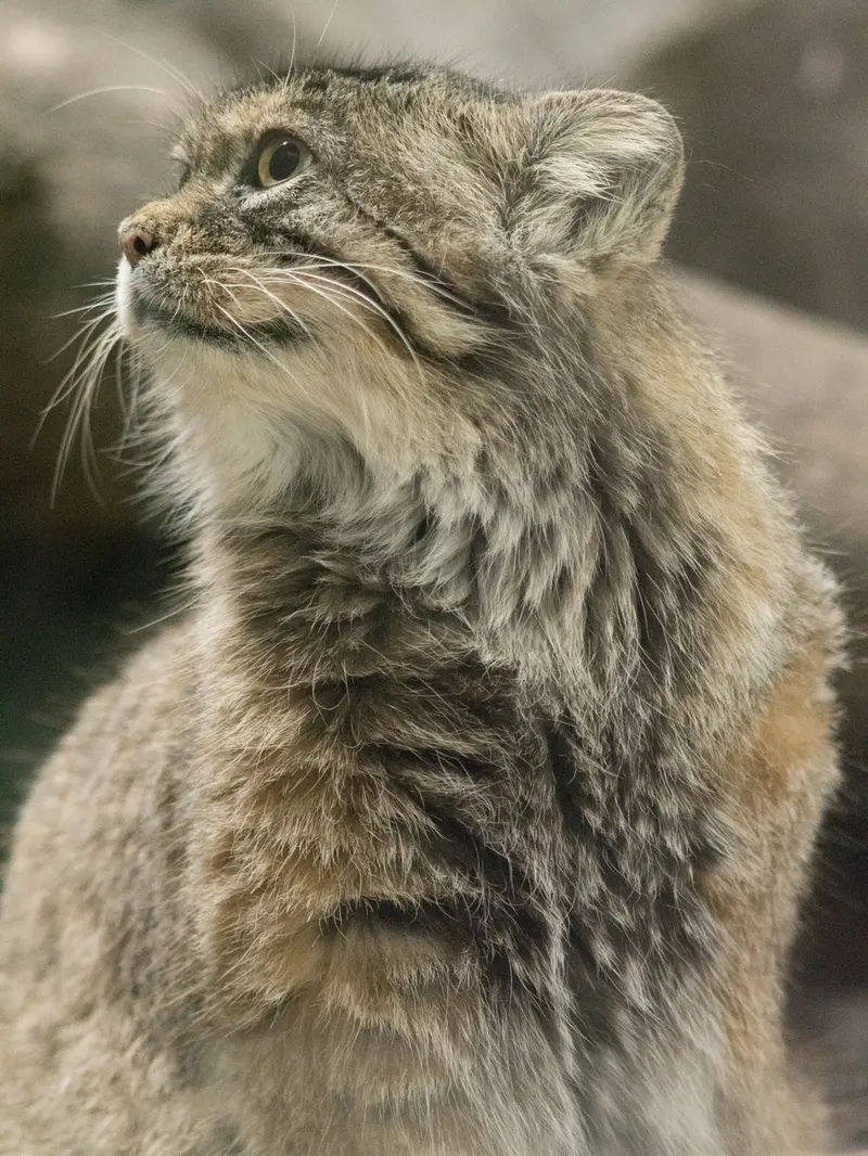 恩賜上野動物園のプリームラの写真