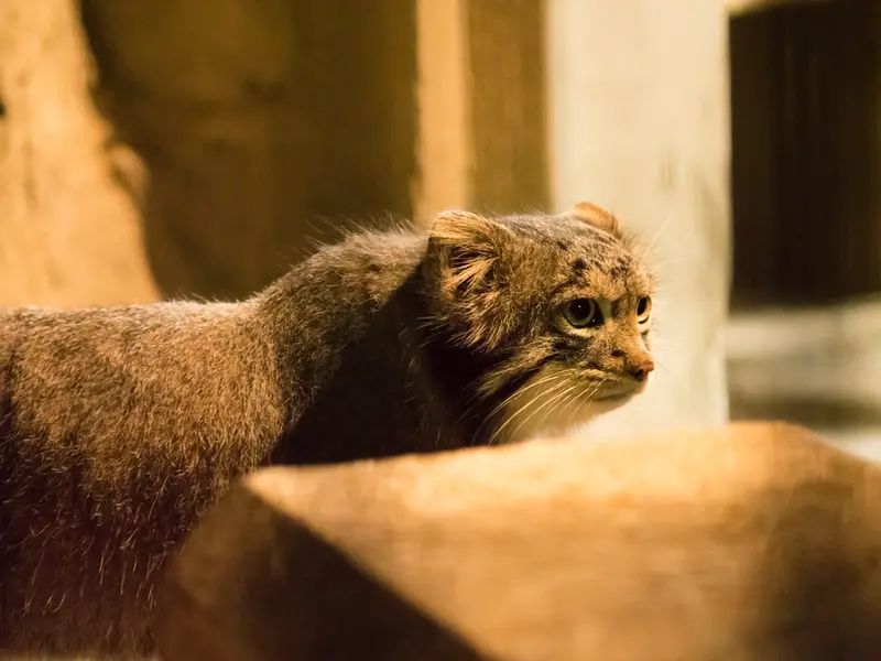 野毛山動物園のフィーガの写真