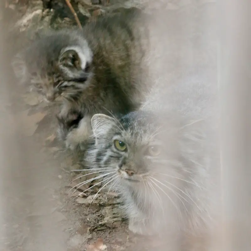 ブダペスト動物園＆植物園のルーシーとボリス Ⅱの写真