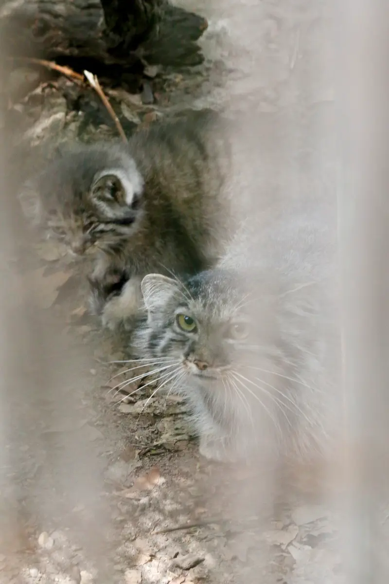 ブダペスト動物園・植物園のルーシーとボリス Ⅱの写真