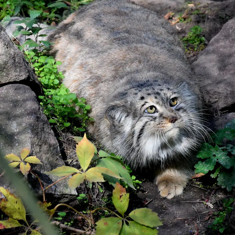 ブダペスト動物園＆植物園のボフスの写真