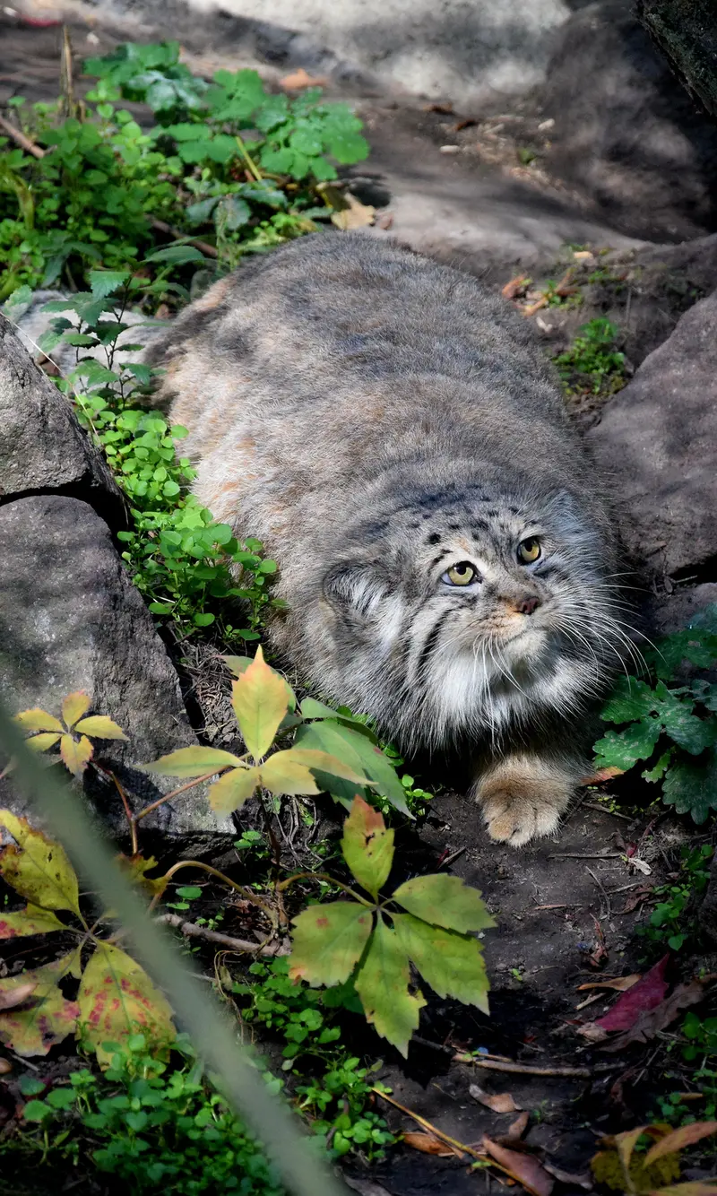 ブダペスト動物園＆植物園のボフスの写真