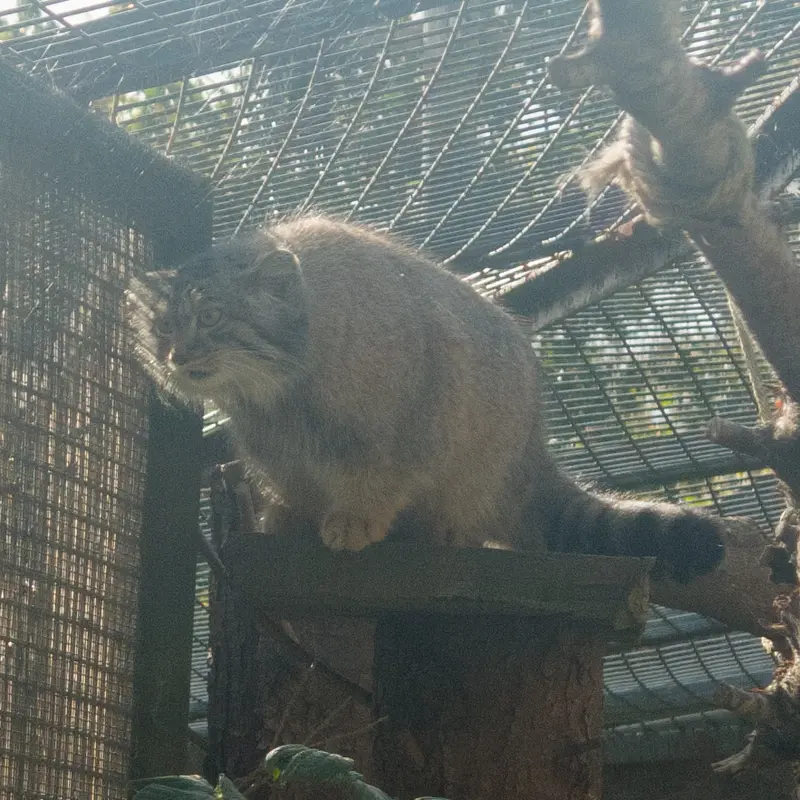 エディンバラ動物園のダッチェスの写真