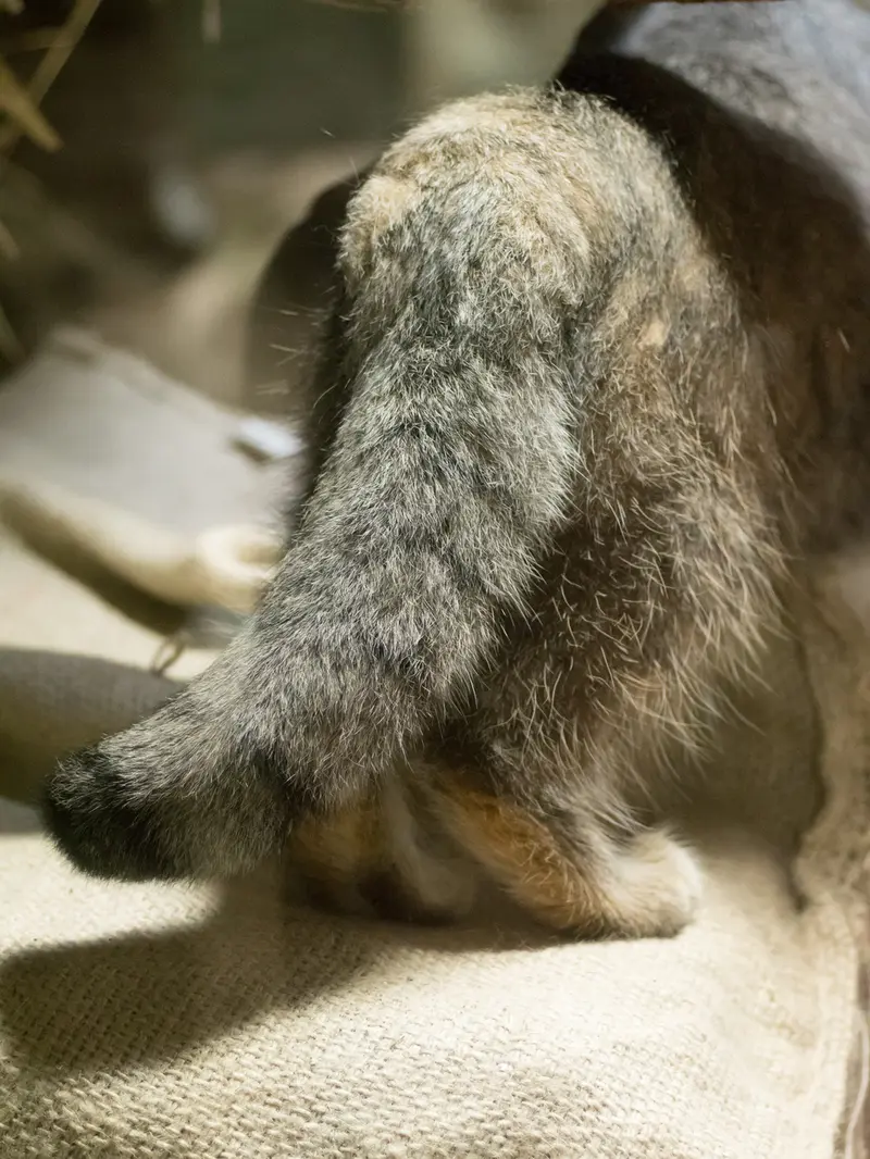 恩賜上野動物園のクリョンの写真