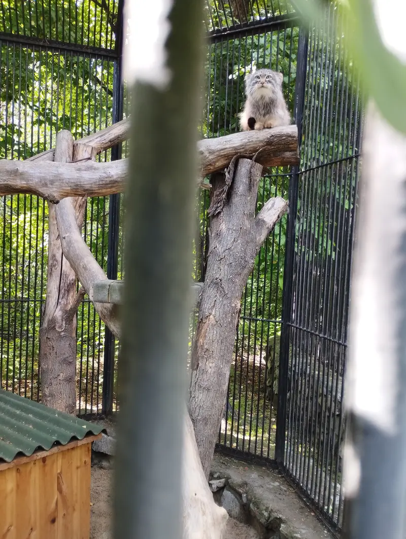 ノヴォシビルスク動物園のマヌルネコの写真