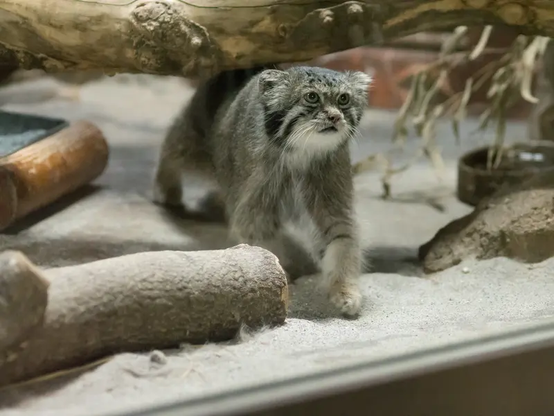 恩賜上野動物園のクリョンの写真
