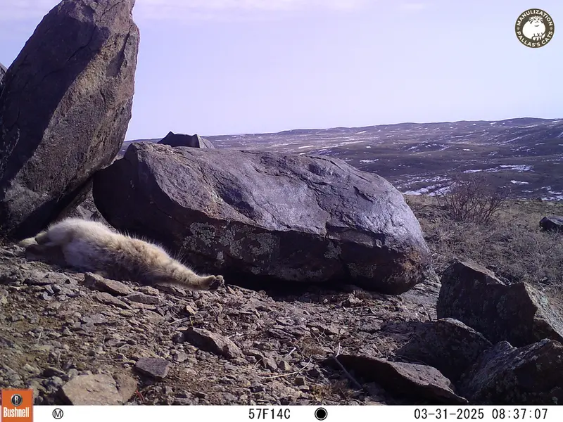コシュカルカメラトラップで撮影したOtocolobus manul manulの写真