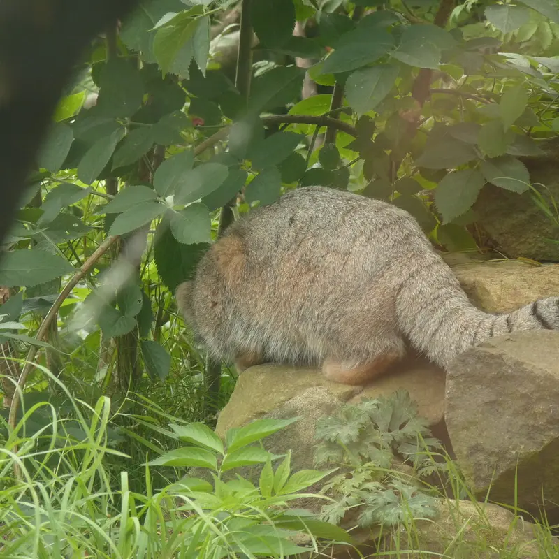 エディンバラ動物園のアキコの写真