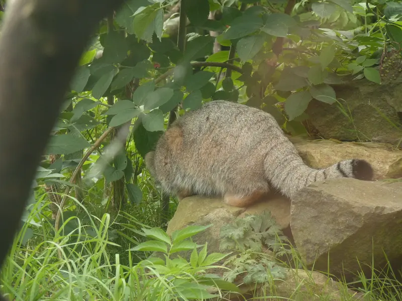 エディンバラ動物園のアキコの写真