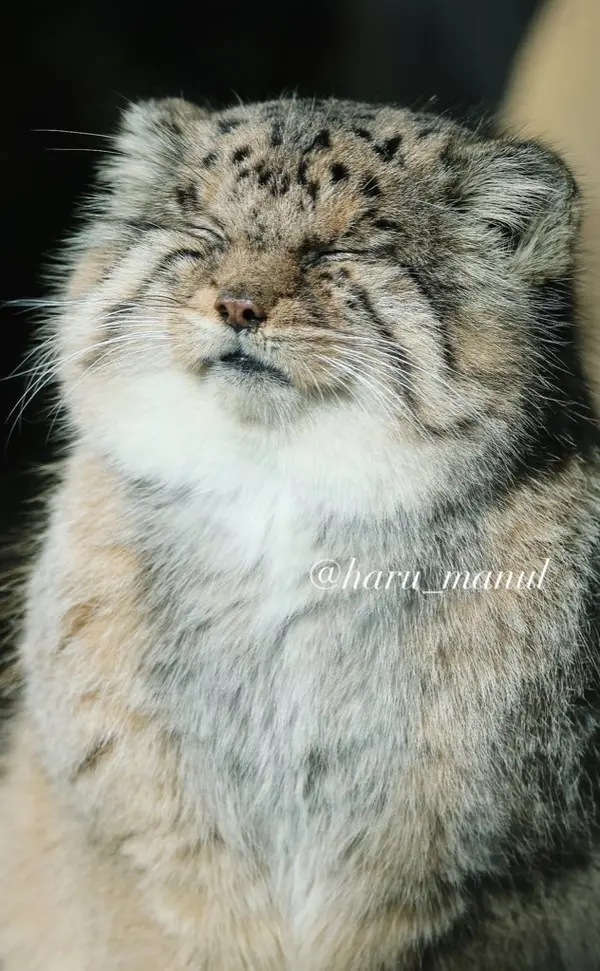 那須どうぶつ王国のボルの写真