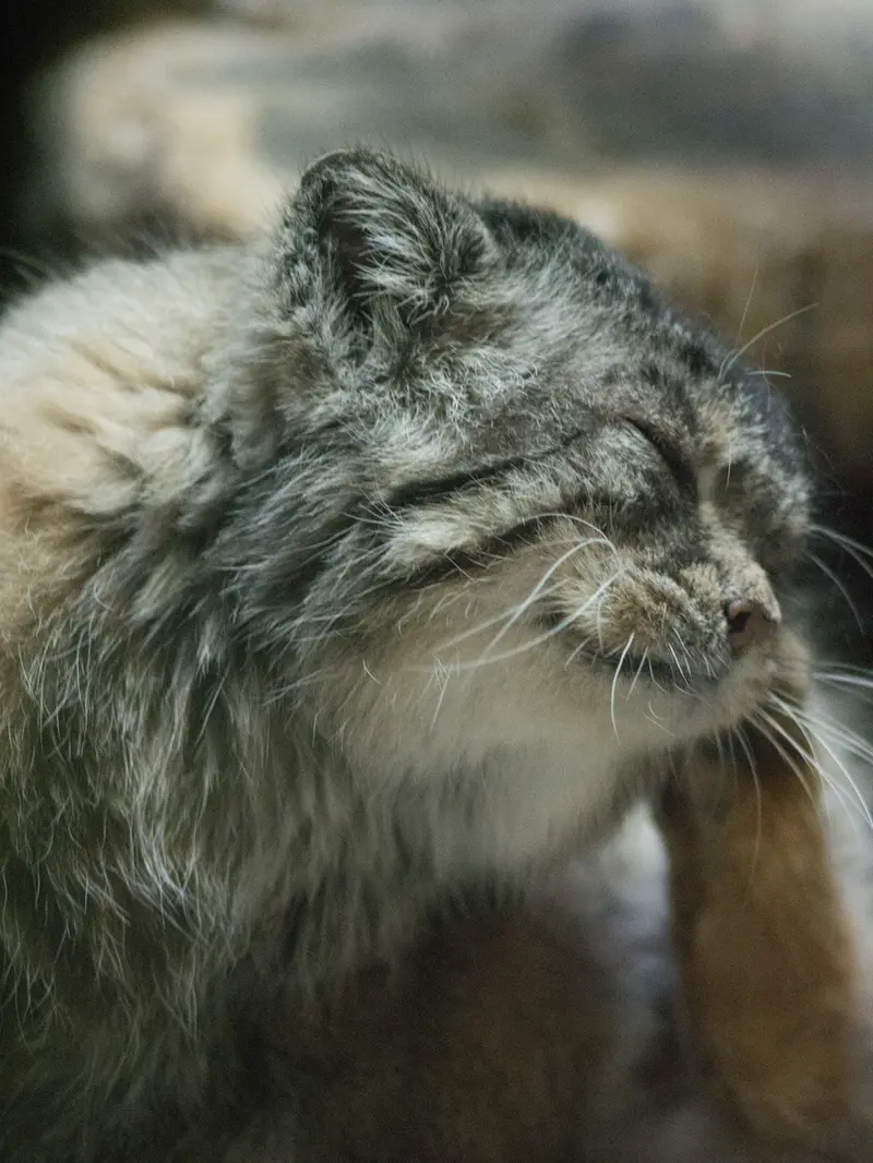 恩賜上野動物園のプリームラの写真