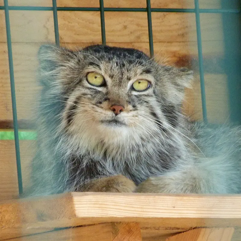 バルナウル動物園「レースナヤ・スカースカ」のペペの写真
