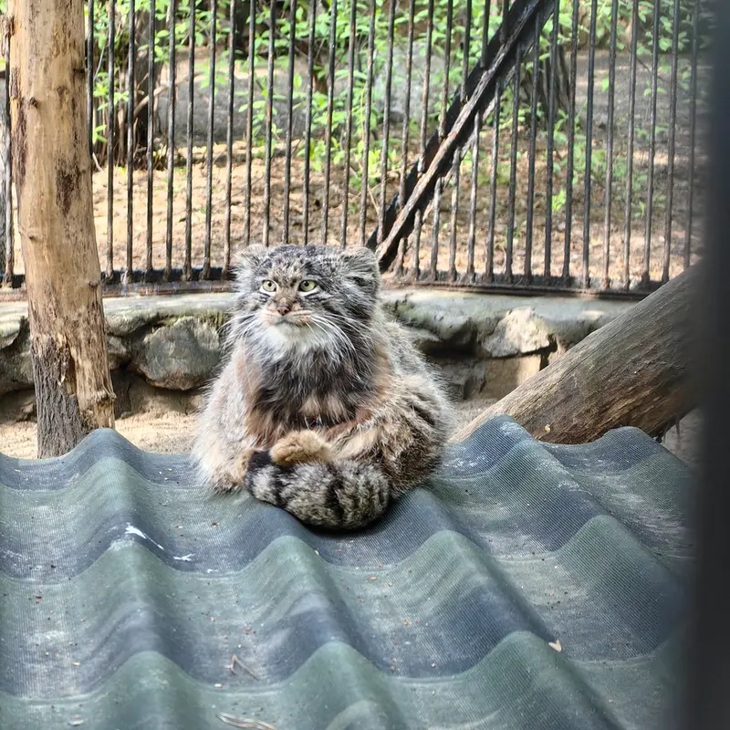 ノヴォシビルスク動物園のマリクの写真