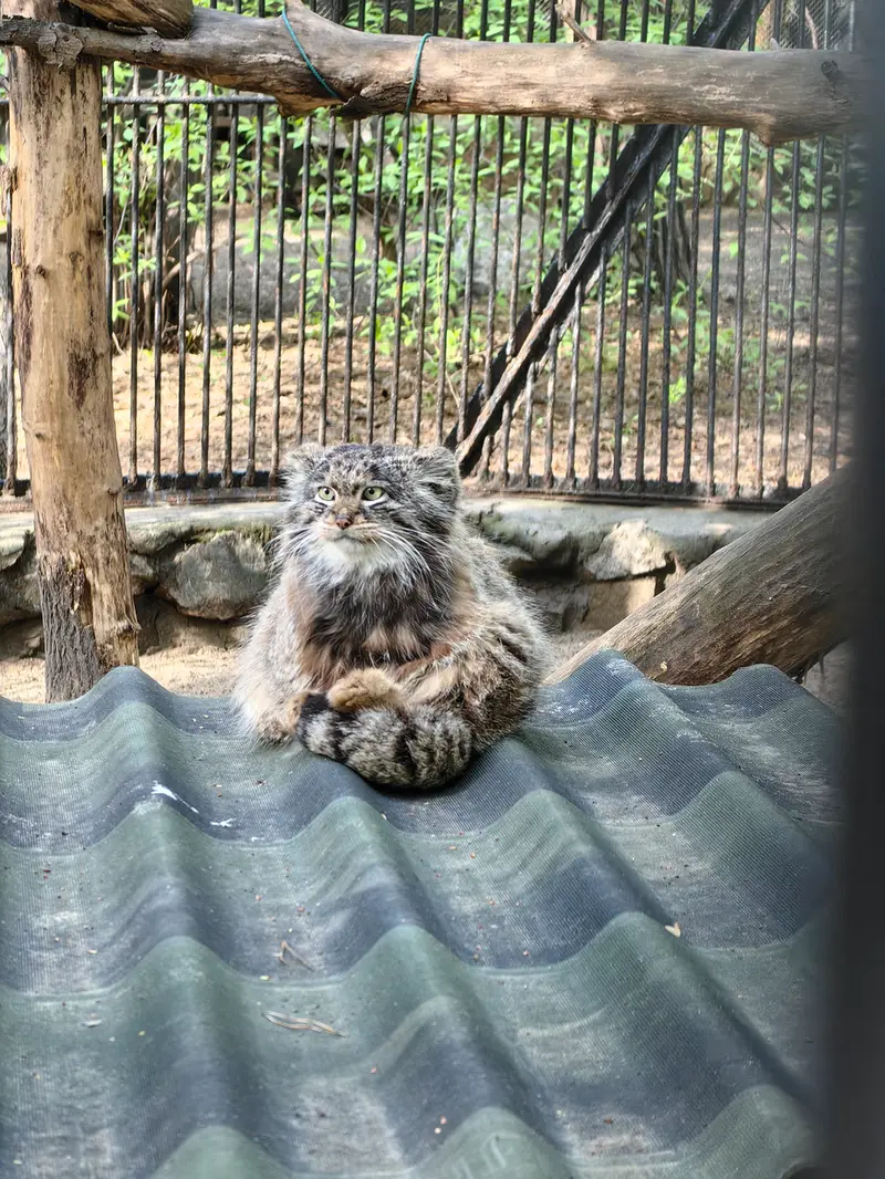 ノヴォシビルスク動物園のマリクの写真