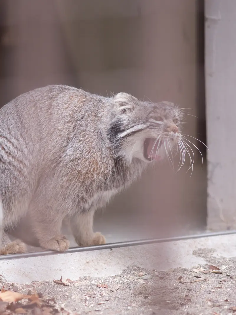 野毛山動物園のフィーガの写真