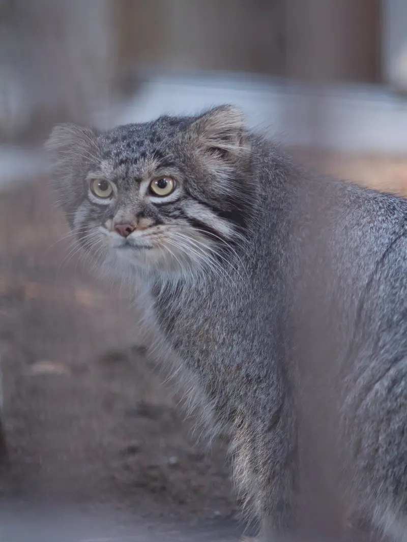 野毛山動物園のフィーガの写真