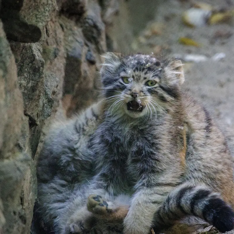 ノヴォシビルスク動物園のロロの娘 b.2026 Ⅰとロロの息子 b.2026 Ⅱの写真