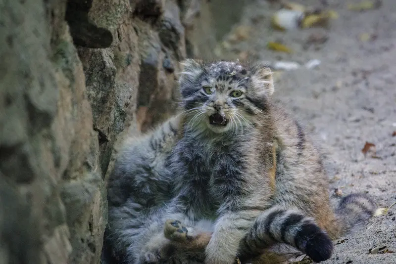 ノヴォシビルスク動物園のロロの娘 b.2026 Ⅰとロロの息子 b.2026 Ⅱの写真