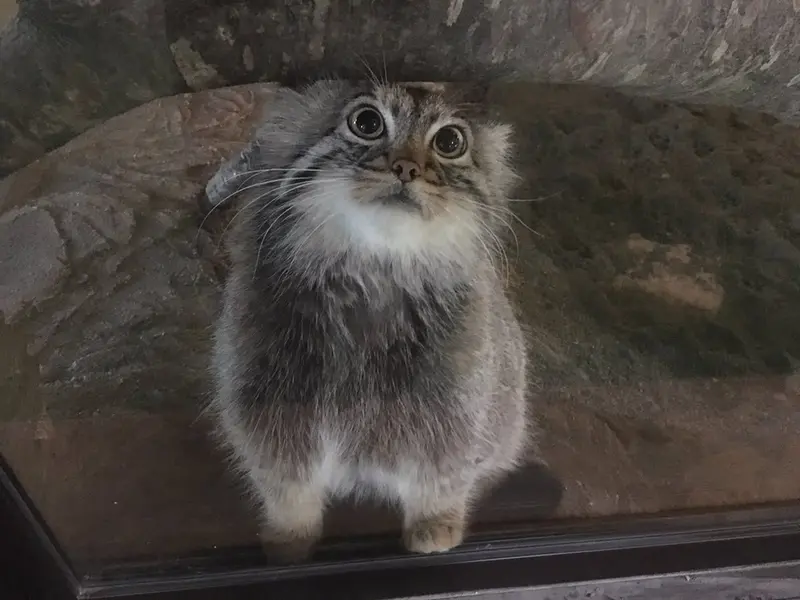 マヌルネコの写真