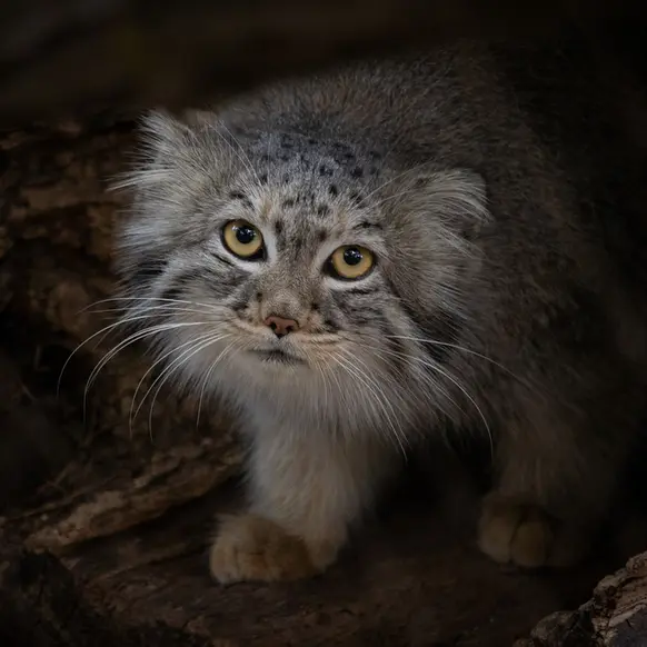 グレートプレーンズ動物園のサルヒの写真