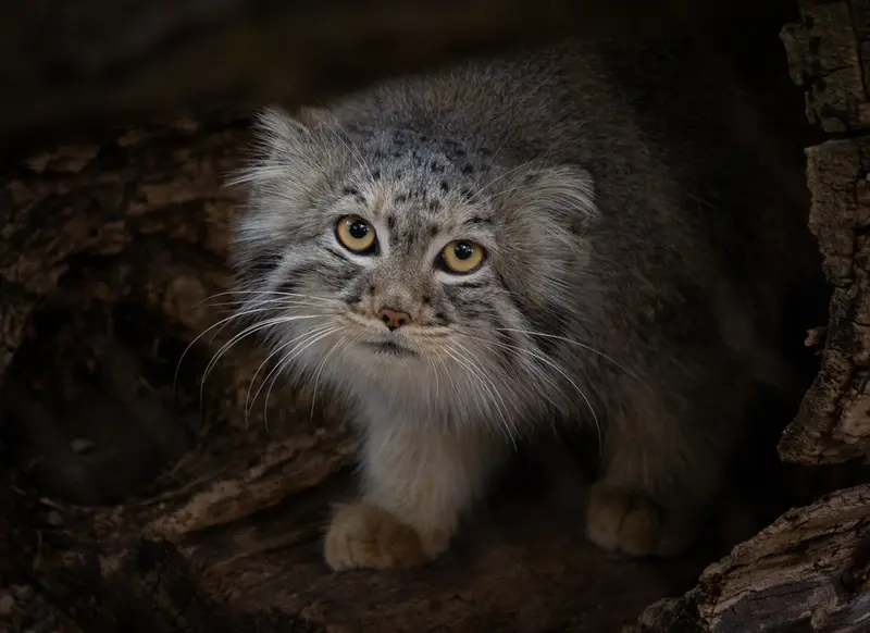 グレートプレーンズ動物園のサルヒの写真
