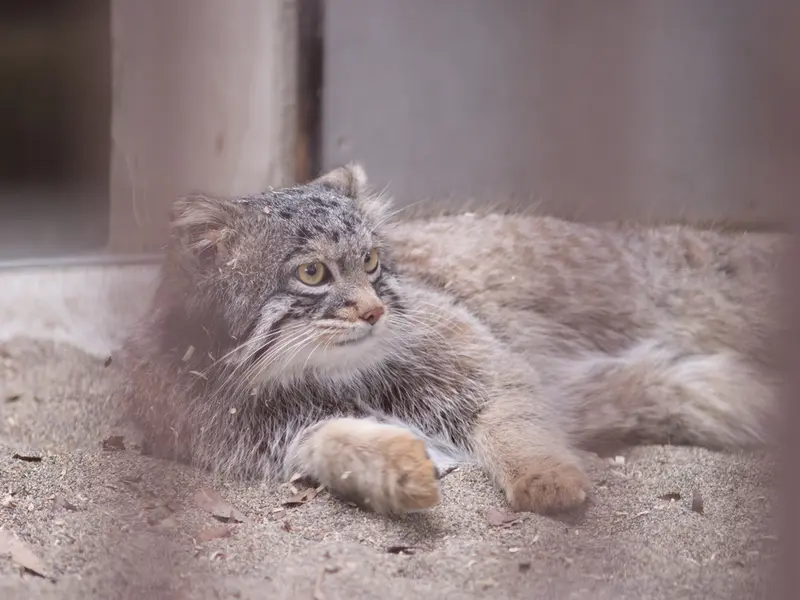 野毛山動物園のフィーガの写真